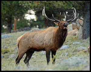 A bull elk bugling. The Creation Speaks creation ministry